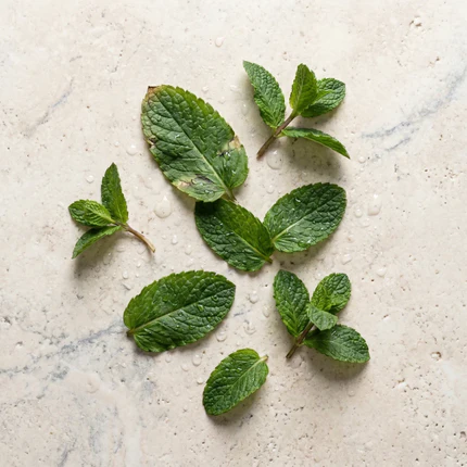 Mentha spicata (spearmint) — het plantenextract dat androgenen verlaagt en hormonale acne kalmeert